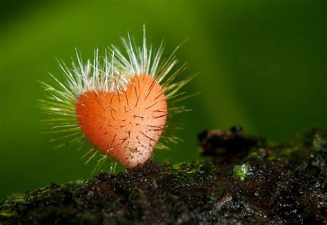 Cute And They Are Cute Fungi Not Strictly Plants But Perceptions