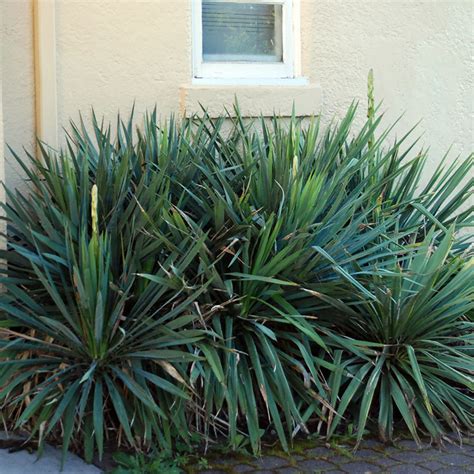 Юка волокниста / Yucca filamentosa - Розсадник декоративних рослин ...