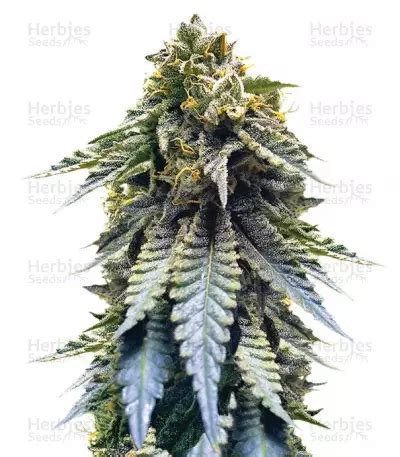 Buy Chocolate Mint OG Feminized Seeds By Humboldt Seed Organization