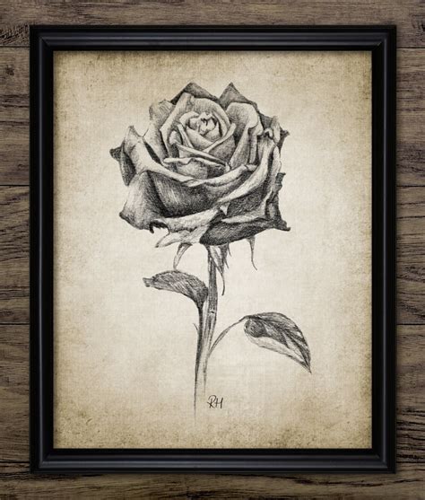 Rose Pencil Drawing, Printable Rose Wall Art, Garden Rose Plant, Centrifolia Rose, Rose Plant ...