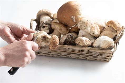 Ricetta Come Pulire I Funghi Porcini La Ricetta Di Giallozafferano