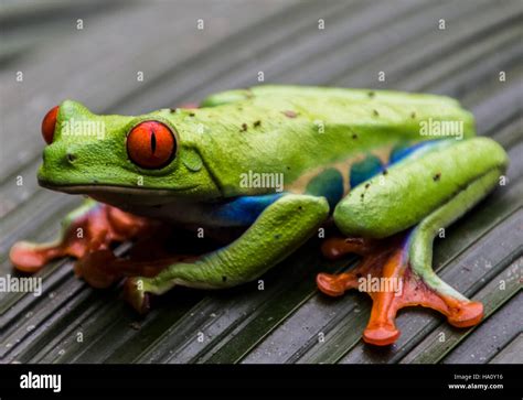 Red Eyed Leaf Tree Frog From Costa Rica Stock Photo Alamy