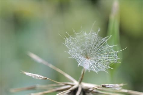 Dandelion Seeds Umbrella Free Photo On Pixabay Pixabay