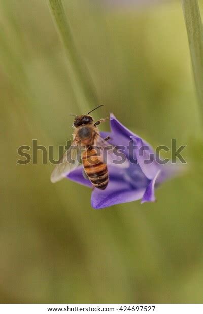 Honeybee Apis Mellifera Gathers Pollen On Stock Photo