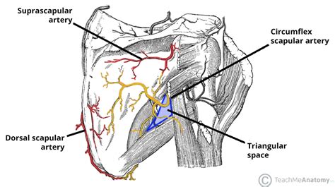 Circumflex Scapular Artery Course Supply TeachMeAnatomy