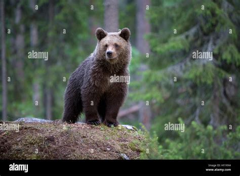 European Brown Bear Cub Hi Res Stock Photography And Images Alamy