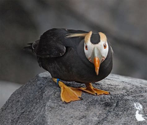 Pictures and information on Tufted Puffin