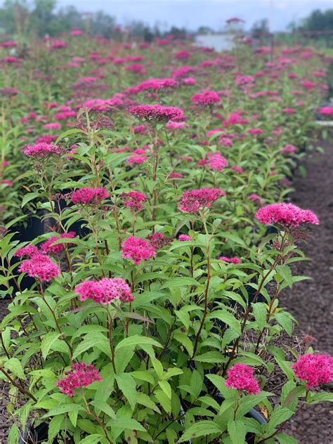 Spiraea X B Anthony Waterer Anthony Waterer Spirea Feeney S