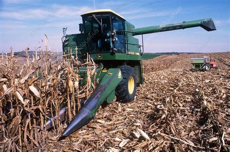 Harvesting Corn - Stock Image - C013/0599 - Science Photo Library