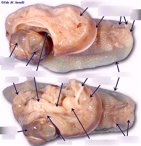 Diagram Of Snail Quizlet