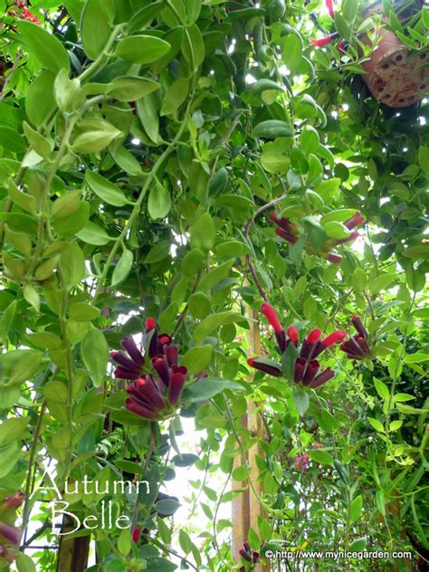 My Nice Garden: Aeschynanthus parvifolius - The Lipstick Plant