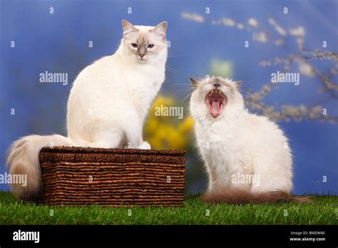 Sacred Cats Of Birma Blue Point And Blue Tabby Point Birman Stock