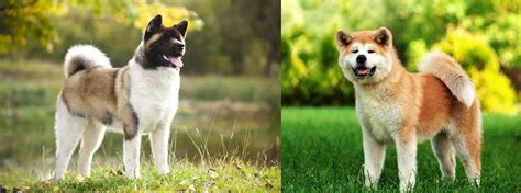 American Akita vs. Japanese Akita - Differences