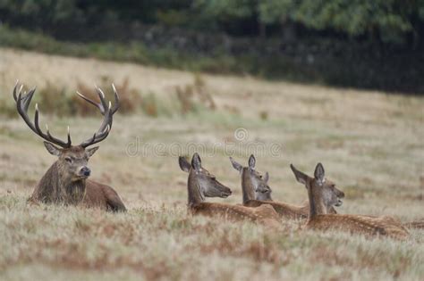 Red Deer Stag With Hinds Stock Photo Image Of Rest