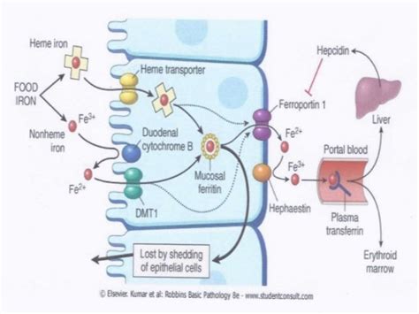 Iron Absorption