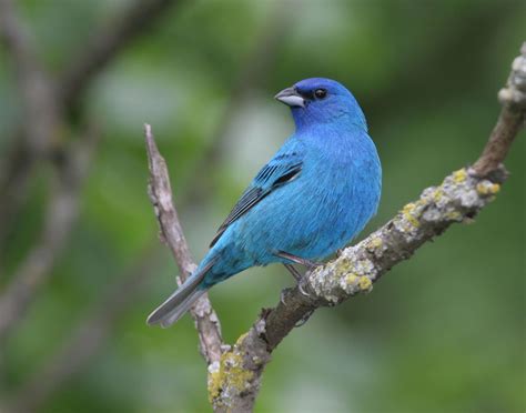 Indigo Bunting By Terry Sohl 500px Blue Grosbeak Bunting Bird