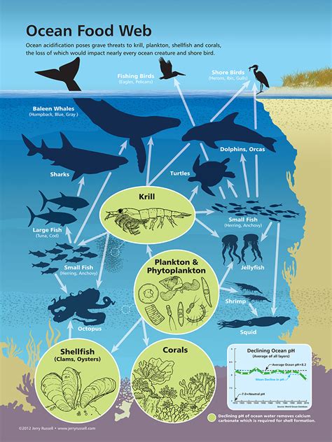 Ocean Food Web Illustration – jerryrussell.com