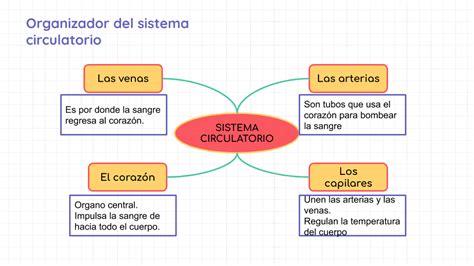 TOMi Digital Sistema Circulatorio