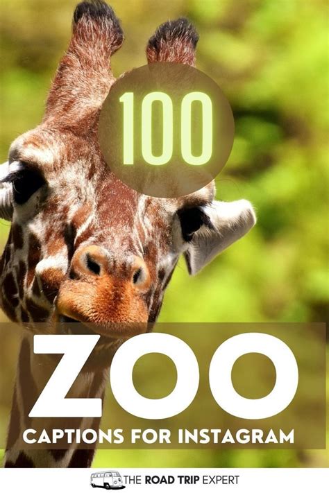 100 incredible zoo captions for instagram hilarious puns – Artofit