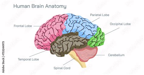 Human Brain Anatomy And How The Brain Works Vector Illustration Frontal Lobe Parietal Lobe