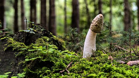 Why Is The Penis Mushroom Shaped Popsugar Love Uk