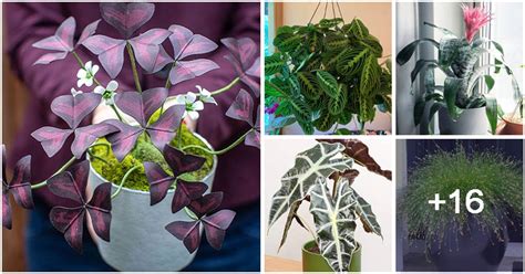 21 Best Beautiful Indoor Plants To Refresh Your Home