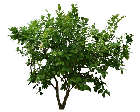 Free Tree Shrubs Cliparts Download Free Tree Shrubs Cliparts Png