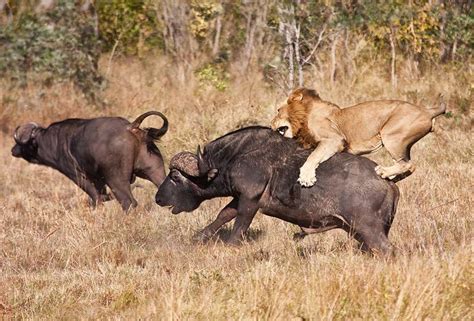 Can Lions Climb Trees A Z Animals