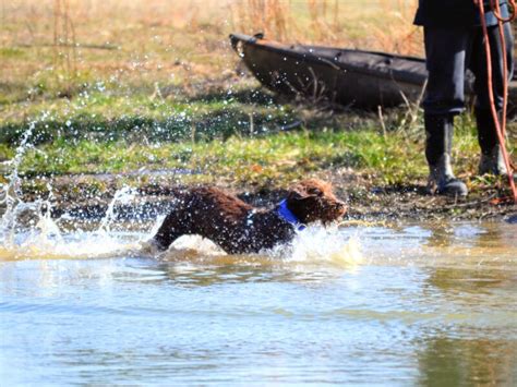 Bowmans Gun Dog Training Program Christiana Dog Training