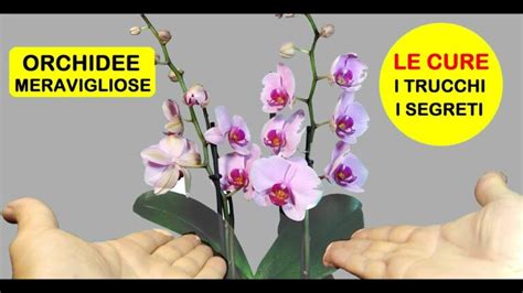 Guida Completa Alla Cura Delle Orchidee In Vaso Giardino Del