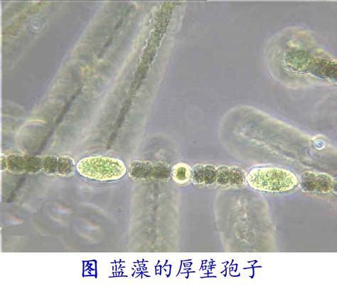 科学网环境微生物之蓝细菌 王从彦的博文