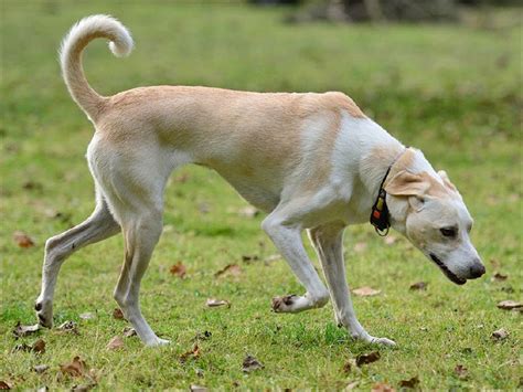 Cretan Hound Info, Temperament, Puppies, Pictures