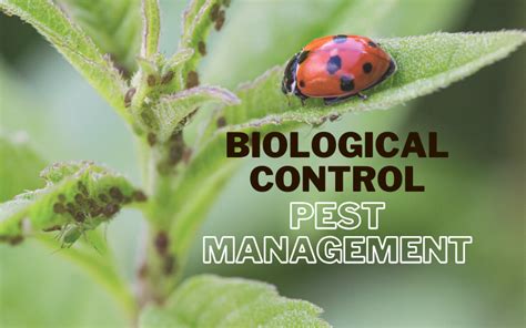 The Role Of Biological Control In Modern Pest Management