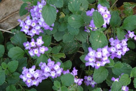 Lantana Montevidensis Trailing Lantana Growing Guide