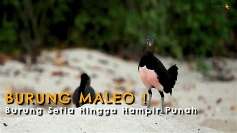 Agrotek Burung Maleo Burung Setia Dengan Satu Pasangan Youtube