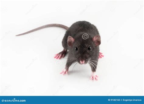 Home rat stock image. Image of pets, fluffy, cute, animals - 9182165