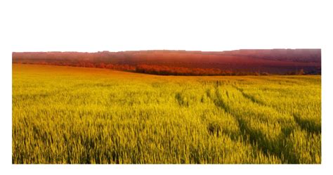 Wheat Field Png Transparent Images