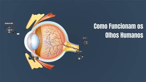 Como Funcionam os Olhos Humanos by Lara Roque Palhete on Prezi