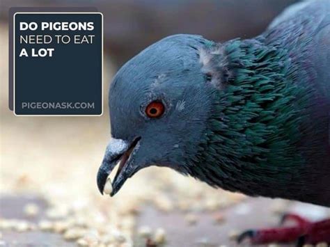 Why Do Pigeons Eat So Much Pigeon Ask