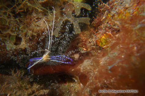 Crevette Nettoyeuse De Pederson Ancylomenes Pedersoni BioObs