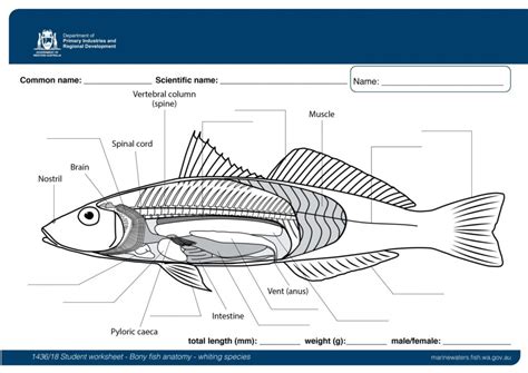 Fish Anatomy Worksheets Free Printable Printable Worksheets