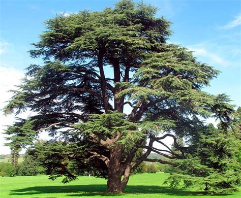 Особенности строения и размножения кедра