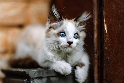 14 Llamativo Gatito De Ojos Azules Fotos Imágenes e Fondo para