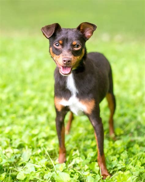 Chipin (Chihuahua & Miniature Pinscher Mix) Info, Pictures, Facts & More