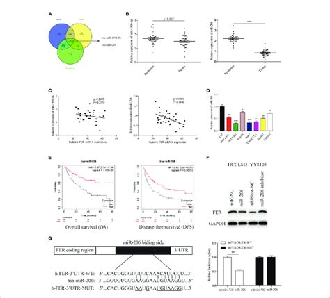 MiR 206 Directly Targets FER In HCC Cells A Venn Diagram Showing