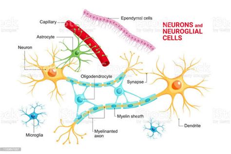 Sistema Nervioso CÉlulas De GlÍa Flashcards Quizlet