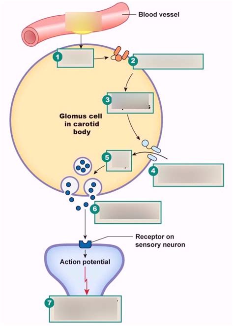 Glomus Cells- Peripheral Chemoreceptive Cells Diagram | Quizlet