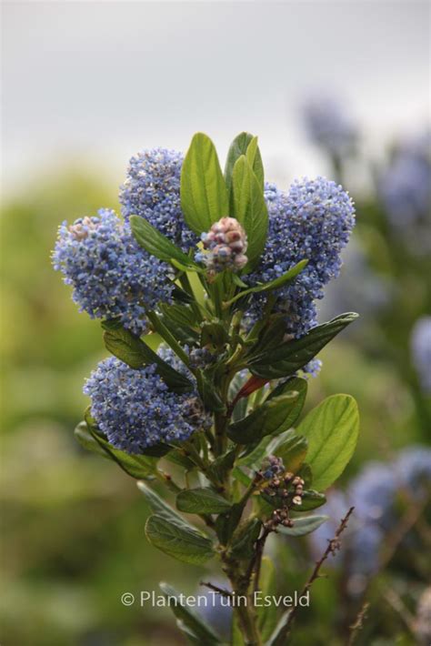 Ceanothus Thyrsiflorus Skylark Plantentuin Esveld