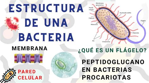 Estructura De Una Bacteria Facil Y Rapido L Estructura Bacteriana L Estructura De Las Bacterias