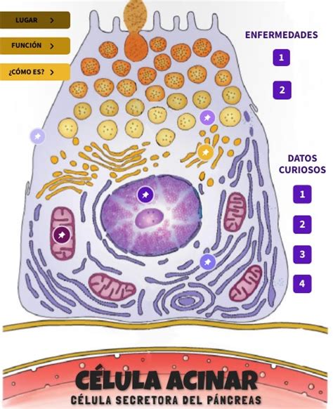 C Lula Acinar